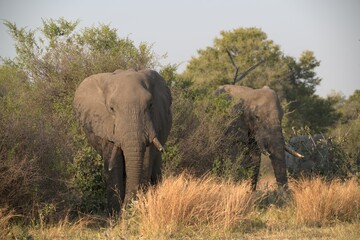 Obraz premium Elephant in wild savanna , Animal of africa
