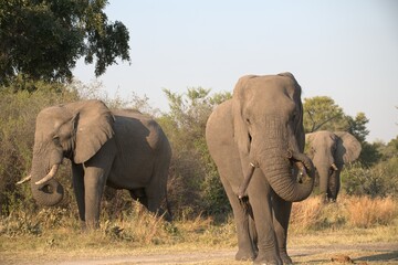 Elephant in wild savanna , Animal of africa