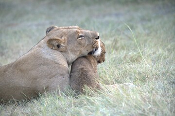 Lion in wild savanna , Animal of africa 
