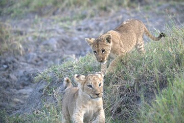 Lion in wild savanna , Animal of africa 