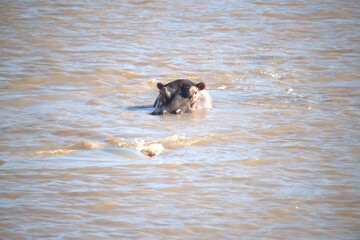 Hippopotamus in wild savanna , Animal of africa