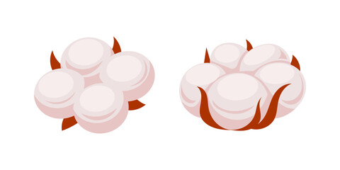 Soft cotton plant showing fluffy bolls ready for harvesting