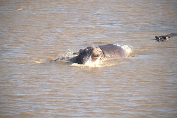 Hippopotamus in wild savanna , Animal of africa
