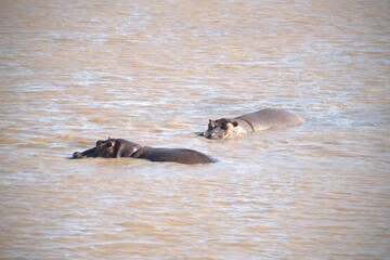Hippopotamus in wild savanna , Animal of africa