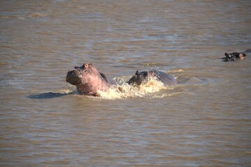 Hippopotamus in wild savanna , Animal of africa