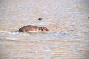 Hippopotamus in wild savanna , Animal of africa