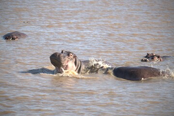 Hippopotamus in wild savanna , Animal of africa