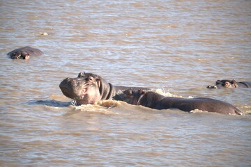 Hippopotamus in wild savanna , Animal of africa