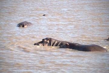 Hippopotamus in wild savanna , Animal of africa