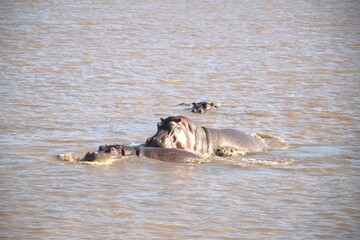 Hippopotamus in wild savanna , Animal of africa