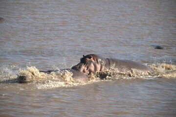 Fototapeta premium Hippopotamus in wild savanna , Animal of africa