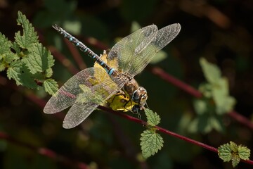 Southern hawker Blue hawker Aeshna cyanea