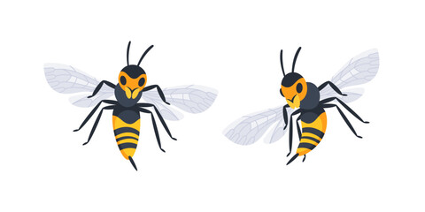 Two wasps flying and showing their wings and stingers
