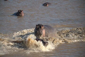 Fototapeta premium Hippopotamus in wild savanna , Animal of africa
