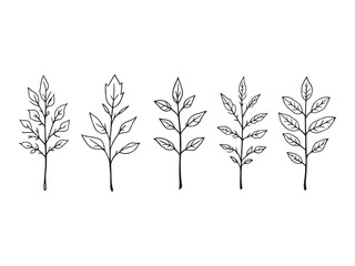 fenugreek plant line art vector illustration botanical drawing