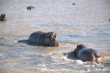 Hippopotamus in wild savanna , Animal of africa