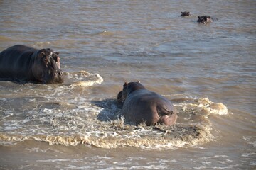 Hippopotamus in wild savanna , Animal of africa