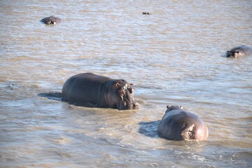 Hippopotamus in wild savanna , Animal of africa