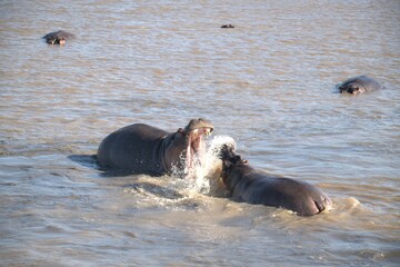 Hippopotamus in wild savanna , Animal of africa