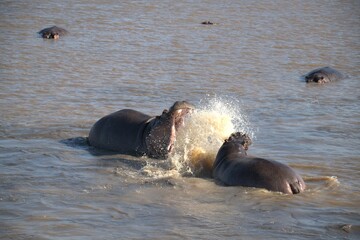 Hippopotamus in wild savanna , Animal of africa