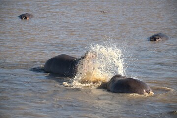 Hippopotamus in wild savanna , Animal of africa