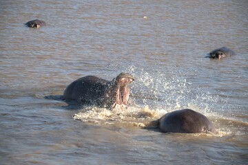 Hippopotamus in wild savanna , Animal of africa