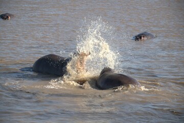 Hippopotamus in wild savanna , Animal of africa