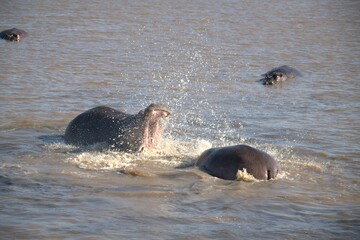Hippopotamus in wild savanna , Animal of africa