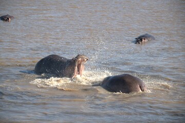 Hippopotamus in wild savanna , Animal of africa