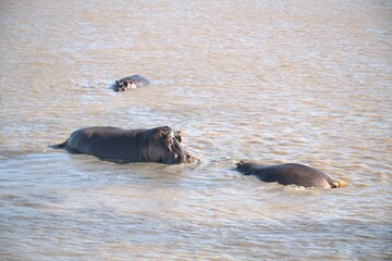 Hippopotamus in wild savanna , Animal of africa