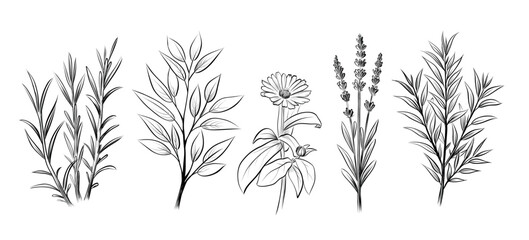 Naklejka premium Set of five hand drawn botanical plants for coloring page isolated vector