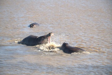 Hippopotamus in wild savanna , Animal of africa