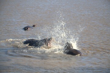 Hippopotamus in wild savanna , Animal of africa
