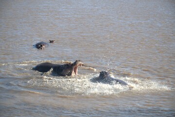 Hippopotamus in wild savanna , Animal of africa