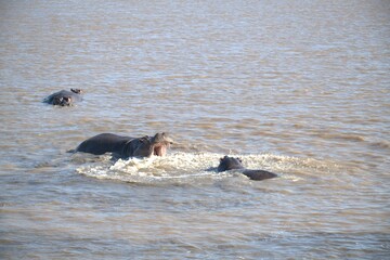 Hippopotamus in wild savanna , Animal of africa