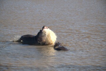 Hippopotamus in wild savanna , Animal of africa