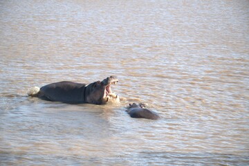 Hippopotamus in wild savanna , Animal of africa