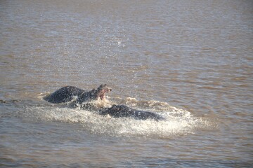 Hippopotamus in wild savanna , Animal of africa