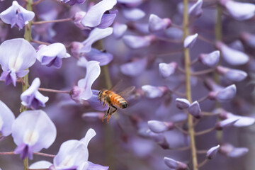 満開の藤の花で集密するミツバチ