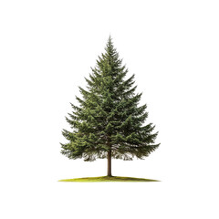 Majestic Evergreen Fir Tree Isolated on Transparent Background