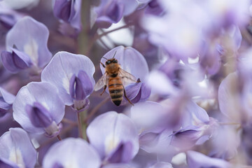 満開の藤の花で集密するミツバチ