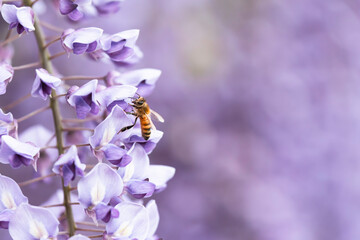 満開の藤の花で集密するミツバチ