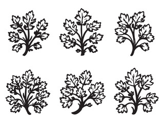 Obraz premium Fresh coriander leaves line art botanical illustration vector 