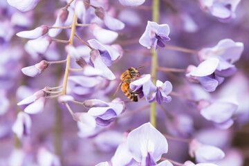 満開の藤の花で集密するミツバチ