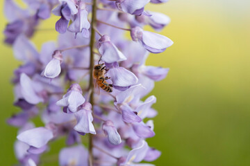 満開の藤の花で集密するミツバチ