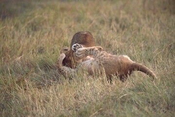 Lion cubs play in wild savanna , Animal of africa 