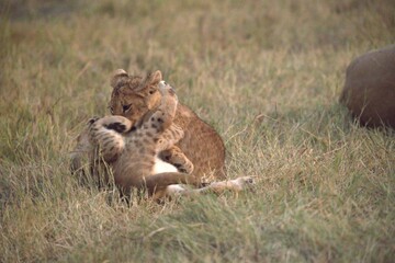 Lion cubs play in wild savanna , Animal of africa 