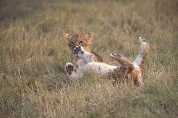 Lion cubs play in wild savanna , Animal of africa 