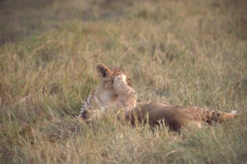 Lion cubs play in wild savanna , Animal of africa 