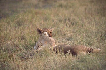 Lion cubs play in wild savanna , Animal of africa 